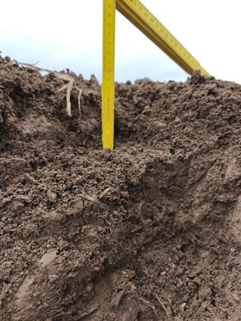 Obr. 4: Nože pronikají na měkké půdě hlouběji do půdy (do 8 cm), čímž dochází i k efektu kypření půdy a k částečnému zalamování zbytků stébel u kořenů a k jejich odříznutí pod povrchem půdy.